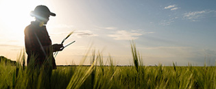 Farmer in a wheat field at sunset