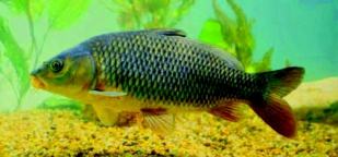 Common carp (Cyprinus carpio) (photo by John Gasparotto)