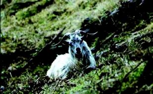 Feral goat (Capra hircus) (photo by Peter Fleming)
