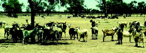 Feral goats (Capra hircus) (photo by NSW Department of Primary Industries)