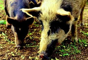 Feral pigs (Sus scrofa) (photo by NSW Department of Primary Industries)
