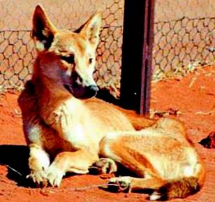 Wild dog (Canis sp.) (photo by Peter Fleming)