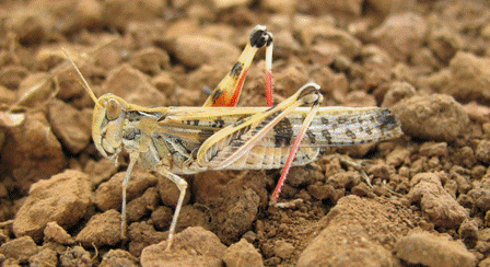 locust swarm gif