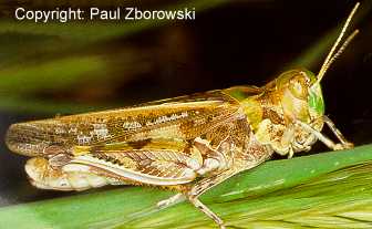 Graphic: side view of an adult A. cruciata - similar to the Australian plague locust but lacks dark spot on hindwing and tibia shanks are not red.