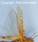 Graphic: top view of A. cruciata adult showing clear hindwing.