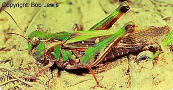 Graphic: side view of an adult Eastern plague locust - note triangular mark below the eye.