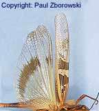 Graphic: top view of an adult Eastern plague locust showing strong dark patches on fore wing and band on pale yellow hind wing.