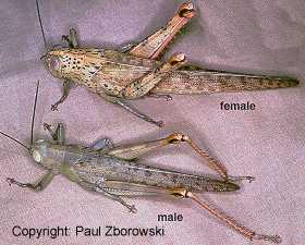 Graphic: photo of male and female Valanga - very large species.