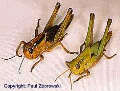 3. Migratory locust: Locusta migratoria (nymph) - DAFF