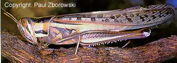 Graphic: side view of an adult spur-throated locust - note the white tibial spines on hind leg.