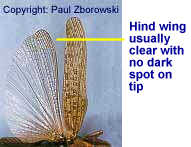 Graphic: top view of an adult Peakesia showing wings - note absence of dark spot on hindwing.
