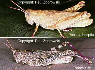 Graphic: side view of an adult Peakesia - body colour is variable but usually has fine 'salt and pepper' mottling and hind leg tibia are often bright purple.