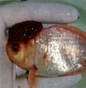 goldfish showing ulcer disease