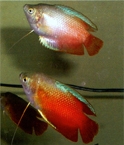 gourami fish showing iridovirus