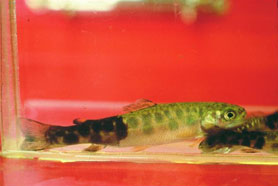 Whirling Disease on Trout