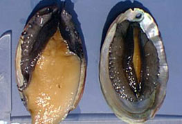 Withering Syndrome of Abalone