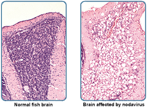 Image showing a normal fish brain and one affected with nodavirus