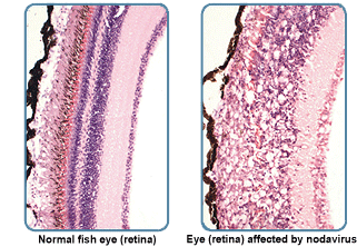 Image showing a normal fish eye and one affected by nodavirus