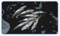 Fish affected by nodavirus or other diseases