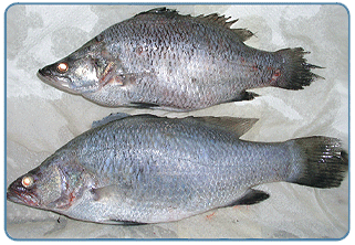Image showing more affected fish
