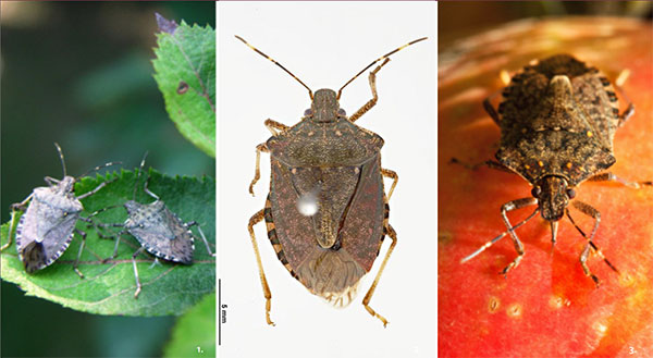 Tea Saponin manufacturer Tea Saponin manufacturer