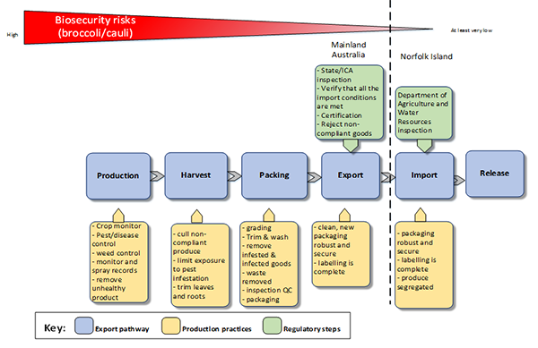 The photo depicts a visual graphic that explains the biosecurity risks posed by broccoli and cauliflower imported into Norfolk Island from the Australian mainland. The risks are depicted as going from a high risk during production, harvest and packing to a low risk upon export and a very low risk upon import and release.    The key depicts the following components: the export pathway, production practices and regulatory steps.    The export pathway includes production, harvest, packing, export, import and release.    The production pathway identifies production practices including crop management, pest/disease control, weed control, monitor and spray records and removal of unhealthy product.    The harvest pathway identifies harvest practices including cull non-compliant product, limit exposure to pest infestation and trimming leaves and roots.    The packing pathway identifies packing practices including trimming, washing and brushing, grading, removing infested and infected goods, waste removed, inspection and quality checking, packaging and treatment.    The export pathway identifies clean, new robust and secure packaging and labelling.    The regulatory controls for the export pathway include state and interstate certification assurance inspection, verification that all import conditions are met, certification and rejection of non-compliant goods.    The import pathway identifies import practices including packaging clean, new robust, labelling and segregation of goods. The regulatory steps for the import pathway includes inspection by Department of Agriculture and Water Resources    The release pathway does not have any production practices or regulatory steps identified.