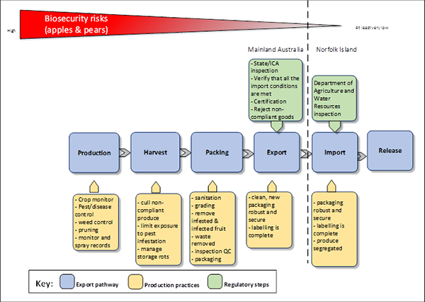 The photo depicts a visual graphic that explains the biosecurity risks posed by apples and pears imported into Norfolk Island from the Australian mainland. The risks are depicted as going from a high risk during production, harvest and packing to a low risk upon export and a very low risk upon import and release. The key depicts the following components: the export pathway, production practices and regulatory steps. The export pathway includes production, harvest, packing, export, import and release. The production pathway identifies production practices including crop management, pest/disease control, weed control, pruning, monitor and spray records and official surveys. The harvest pathway identifies harvest practices including cull non-compliance product, and limit exposure to pest infestation. The packing pathway identifies packing practices including washing and brushing, grading, removing infested and infected fruit, inspection and quality checking, packaging and treatment. The export pathway identifies clean, new robust and secure packaging and labelling. The regulatory controls for the export pathway include state and interstate certification assurance inspection, verification that all import conditions are met, certification and rejection of non-compliant goods. The import pathway identifies import practices including packaging clean, new robust, labelling and segregation of goods. The regulatory steps for the import pathway includes inspection by Department of Agriculture, Fisheries and Forestry.
The release pathway does not have any production practices or regulatory steps identified.