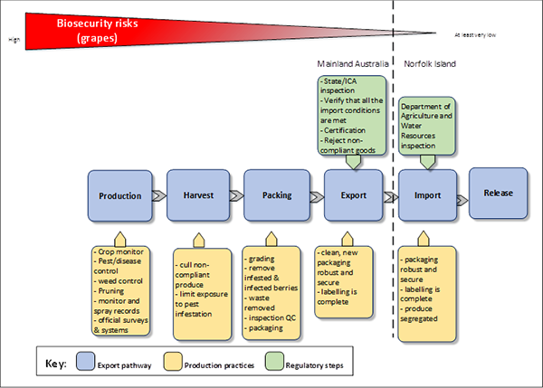 The photo depicts a visual graphic that explains the biosecurity risks posed by table grapes imported into Norfolk Island from the Australian mainland. The risks are depicted as going from a high risk during production, harvest and packing to a low risk upon export and a very low risk upon import and release. The key depicts the following components: the export pathway, production practices and regulatory steps. The export pathway includes production, harvest, packing, export, import and release. The production pathway identifies production practices including crop management, pest/disease control, weed control, pruning, monitor and spray records and official surveys. The harvest pathway identifies harvest practices including cull non-compliance product, and limit exposure to pest infestation The packing pathway identifies packing practices including washing and brushing, grading, removing infested and infected fruit, inspection and quality checking, packaging and treatment. The export pathway identifies clean, new robust and secure packaging and labelling. The regulatory controls for the export pathway include state and interstate certification assurance inspection, verification that all import conditions are met, certification and rejection of non-compliant goods. The import pathway identifies import practices including packaging clean, new robust, labelling and segregation of goods. The regulatory steps for the import pathway includes inspection by Department of Agriculture and Water Resources The release pathway does not have any production practices or regulatory steps identified.