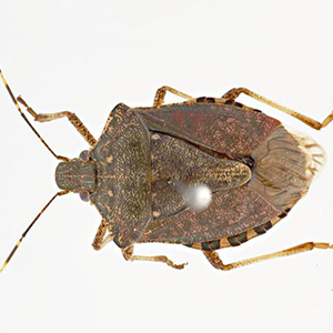 Plant pests and diseases - DAFF Plant pests and diseases - DAFF