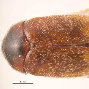 Plant pests and diseases - DAFF Plant pests and diseases - DAFF