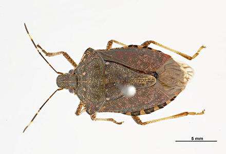 Stink Bugs Guide: Can They Fly? Where Do They Come From?