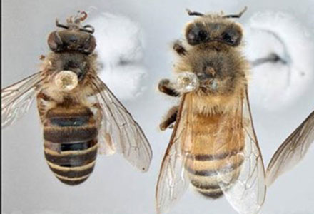 Exotic bees.