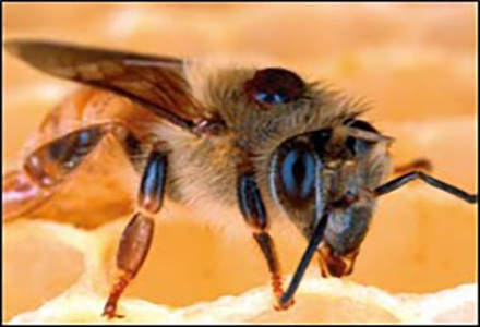 An adult honey bee with a varroa mite on its back. The mite is a small red brown external parasite that feeds on the bees.