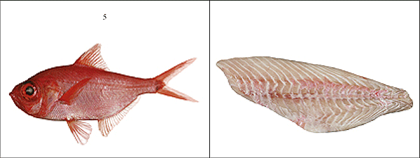 This is an image of a Alfonsion redfish (left) and as a marketed frozen and eaten steamed, fried, broiled, boiled, micorwaved and baked (right).