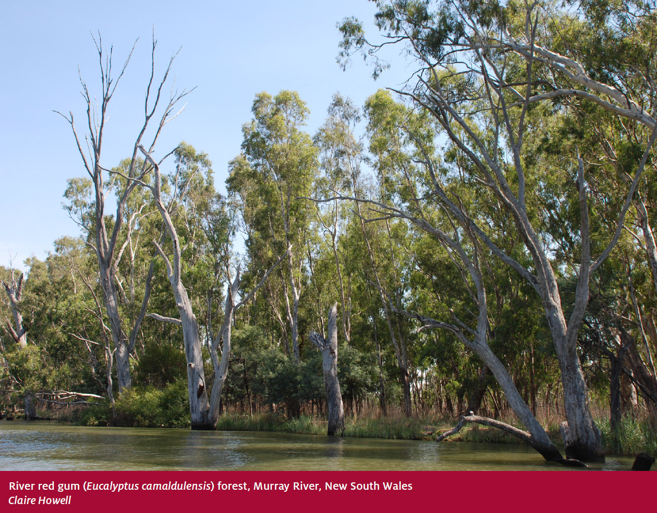 Gumtree australia