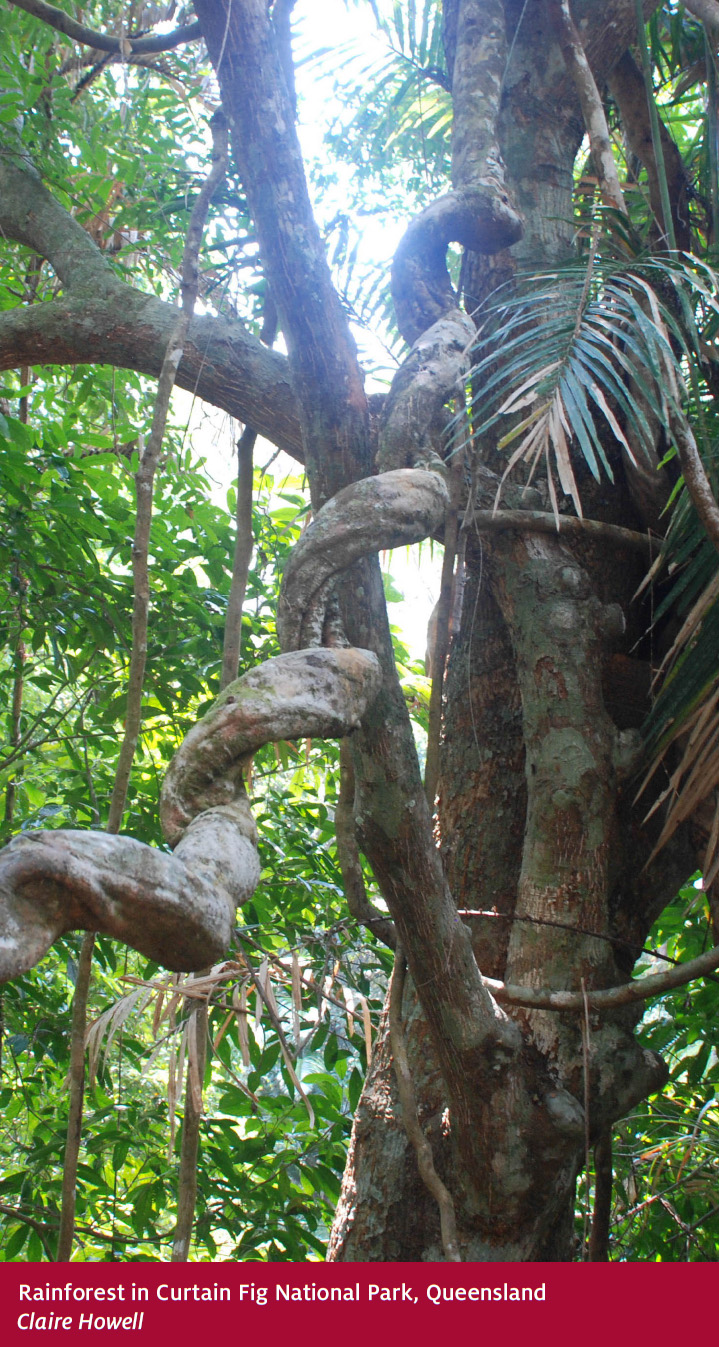 Rainforest Department Of Agriculture
