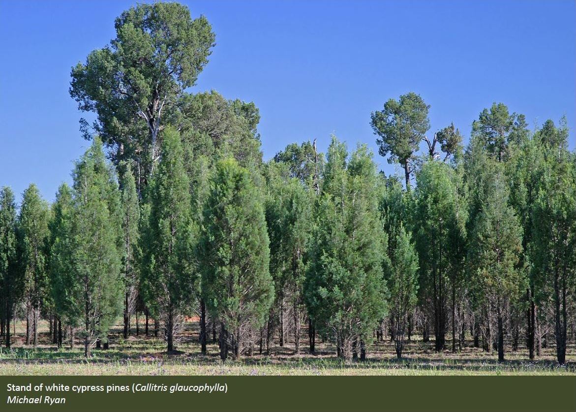 Callitris Forest Department Of Agriculture
