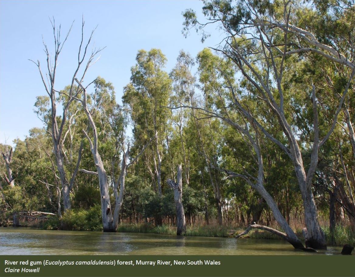 Eucalypt Forest Department Of Agriculture