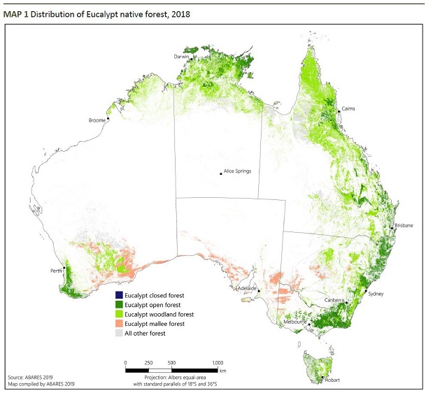 Eucalypt forest - DAFF