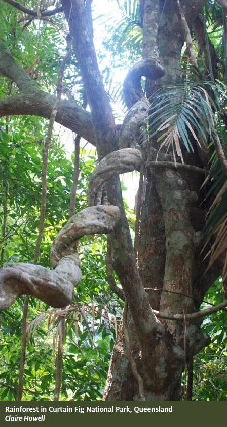 Rainforest Department Of Agriculture