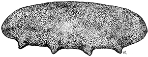 Black teatfish