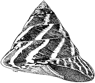 Trochus (Trochus niloticus)