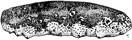 White teatfish