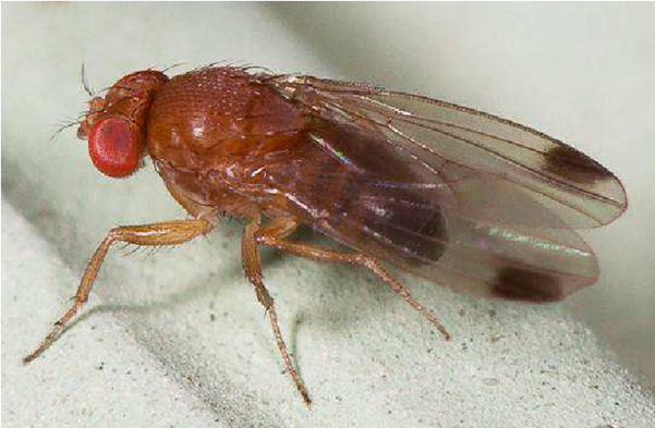 Image of a reddish-brown winged insect