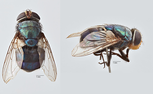 Female screwworm fly