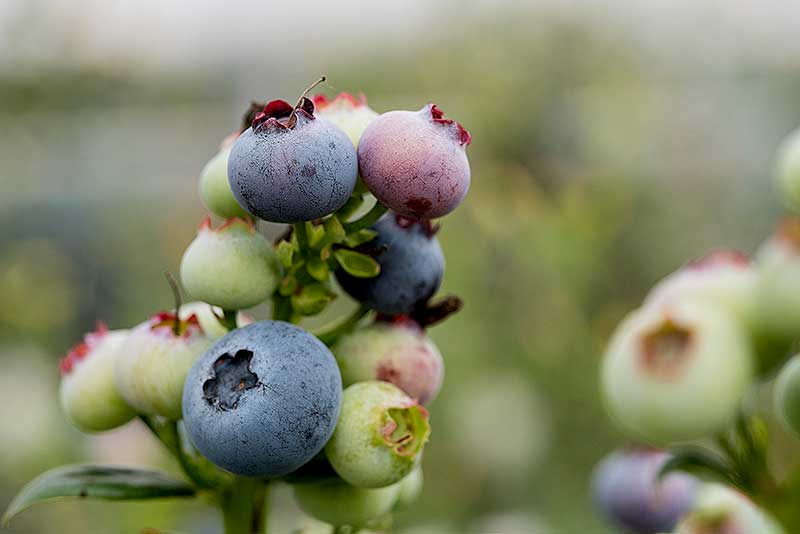 International Day of Plant Health 2023 DAFF