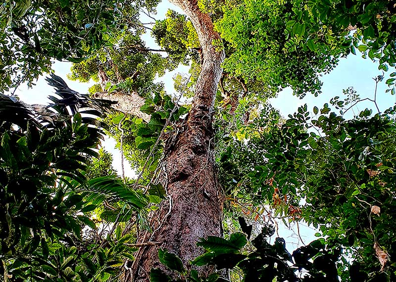 International Day of Plant Health 2023 DAFF