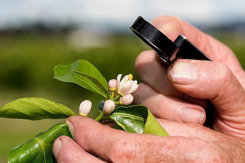 International Day of Plant Health 2023 DAFF