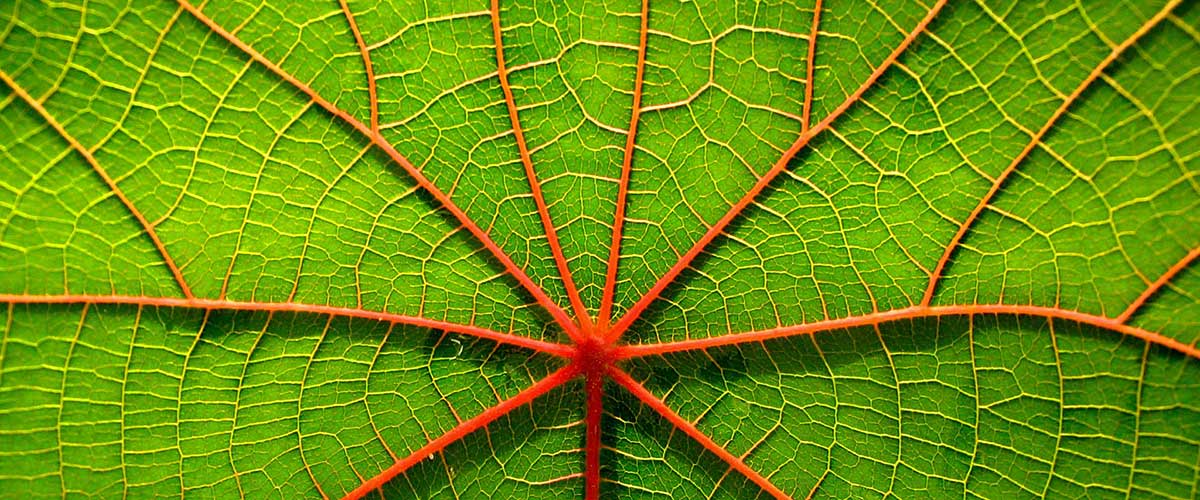 International Day of Plant Health 2023 DAFF