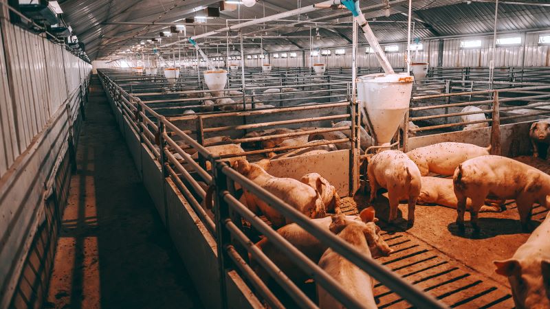 Livestock-01-resized.jpg